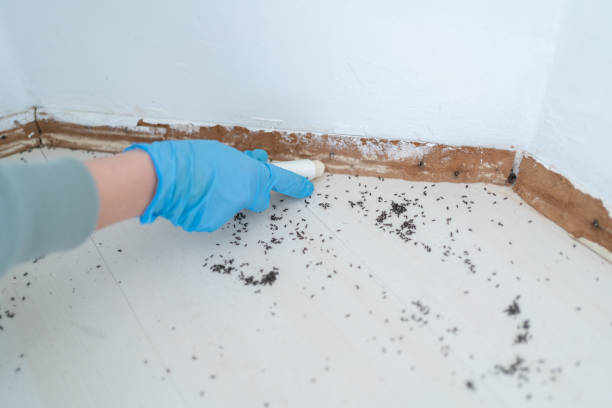 Best Pest Prevention Services  in Hillcrest, NY